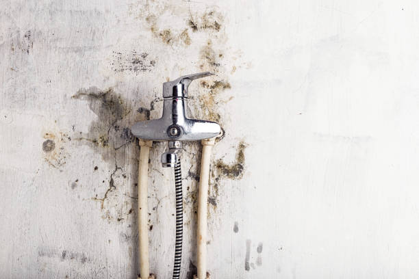  Forest Ranch, CA Mold Removal Pros