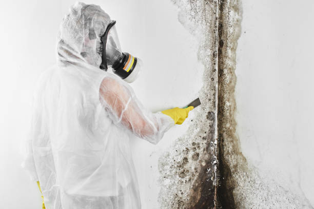 Crawl Space Mold Removal in Forest Ranch, CA