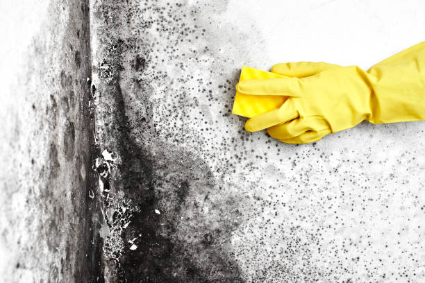 Best Toxic Mold Removal  in Forest Ranch, CA