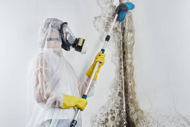 Best Certified Mold Removal  in Forest Ranch, CA