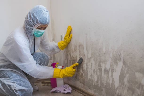 Best Emergency Mold Removal  in Forest Ranch, CA