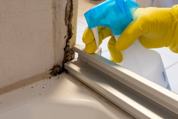 Best Mold Testing  in Forest Ranch, CA