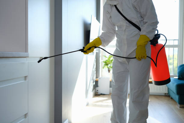 Best Local Mold Removal Service  in Forest Ranch, CA