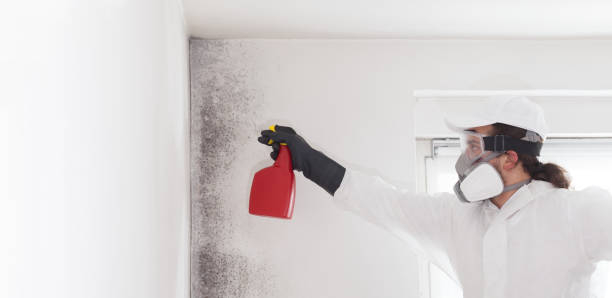 Best Same-Day Mold Removal  in Forest Ranch, CA
