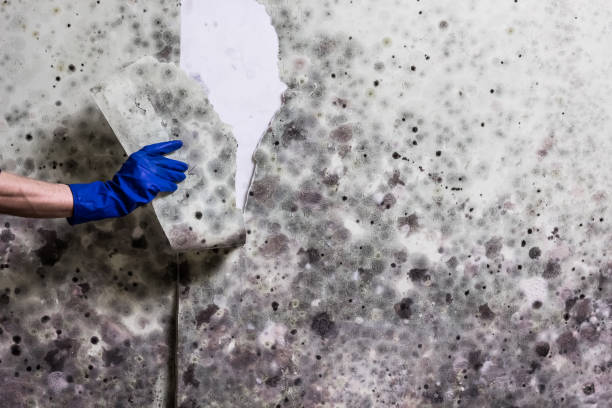 Best Mold Remediation  in Forest Ranch, CA