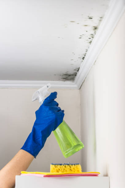 Best Commercial Mold Removal  in Forest Ranch, CA