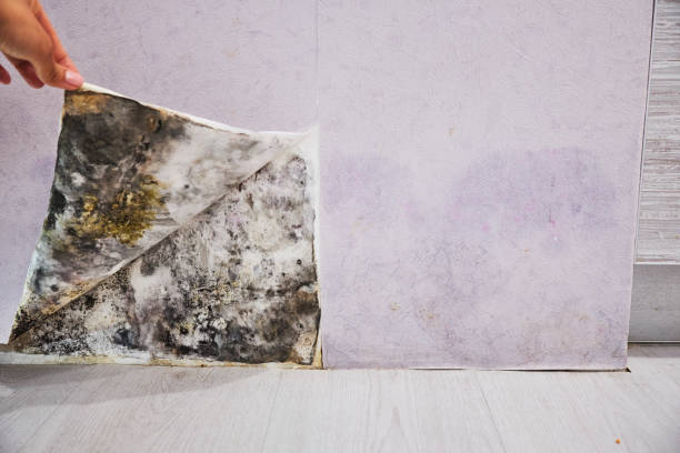 Attic Mold Removal in Forest Ranch, CA